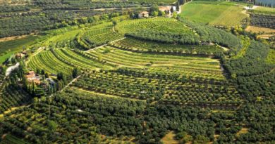 Panoramica sui vigneti della Valpolicella