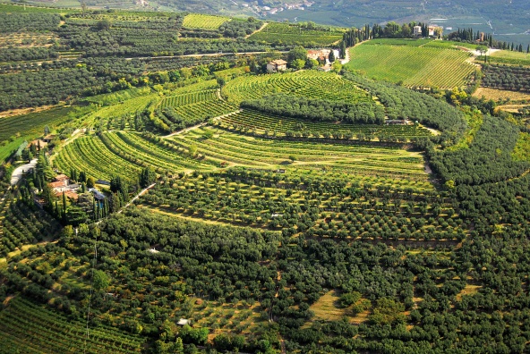 Panoramica sui vigneti della Valpolicella